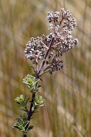 valeriana microphylla