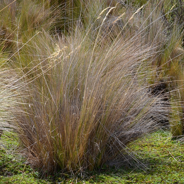 cinnagrostis intermedia