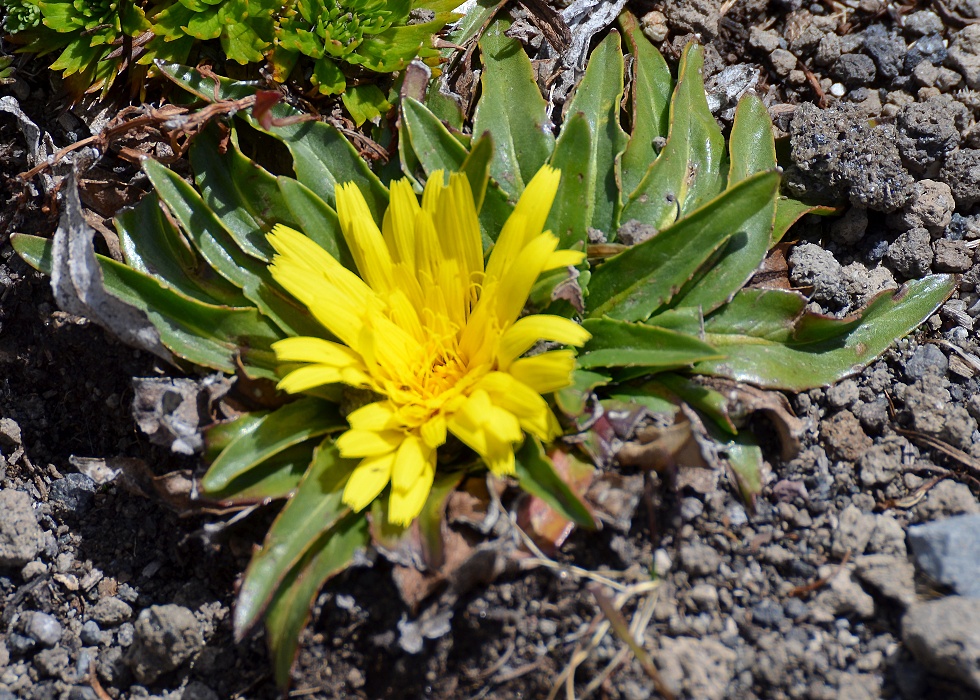 prasetník ''hypochaeris sessiliflora''