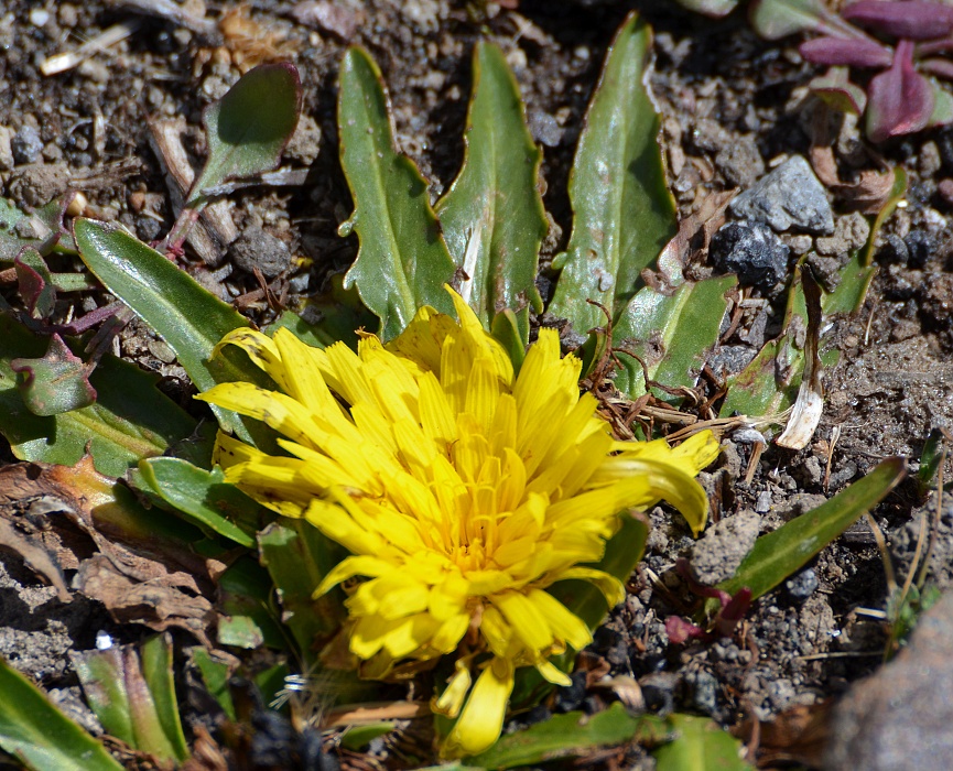 prasetník ''hypochaeris sessiliflora''