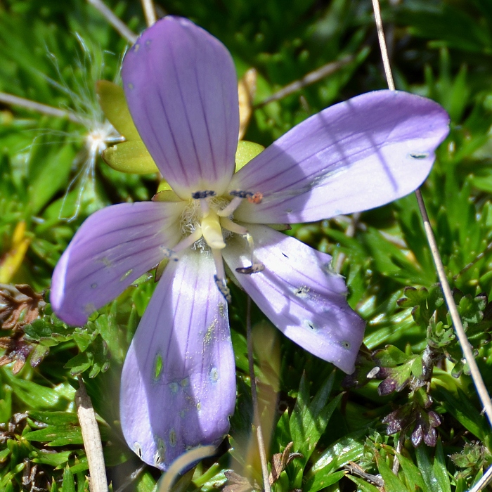 gentianella cerastioides