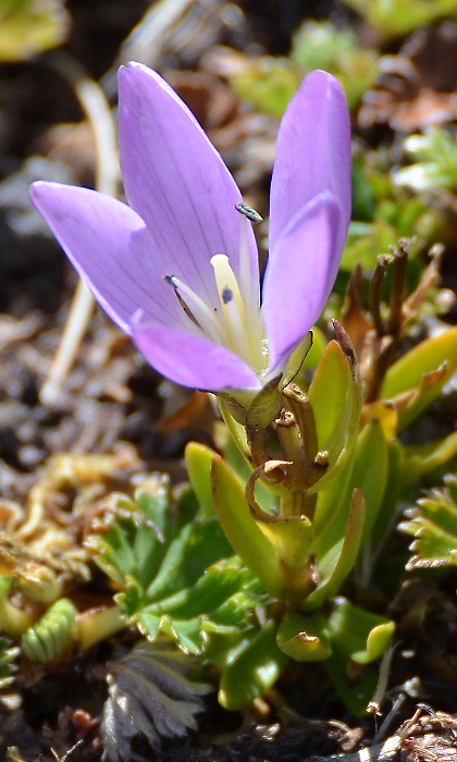 gentianella cerastioides