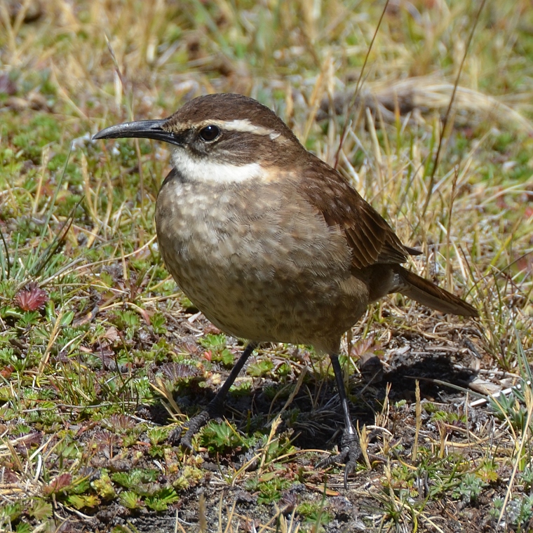 skorcovec tlustozob / cinclodes excelsior excelsior