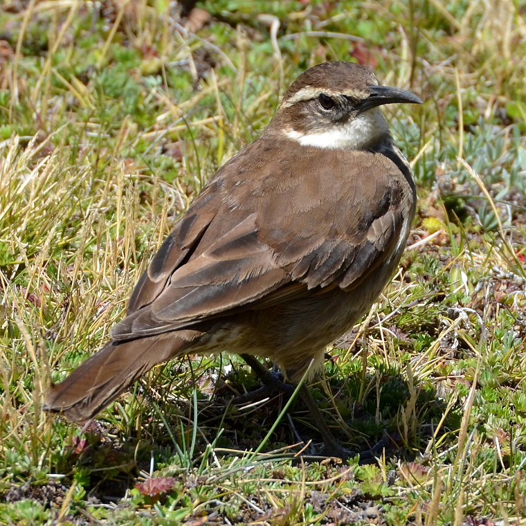 skorcovec tlustozob / cinclodes excelsior excelsior
