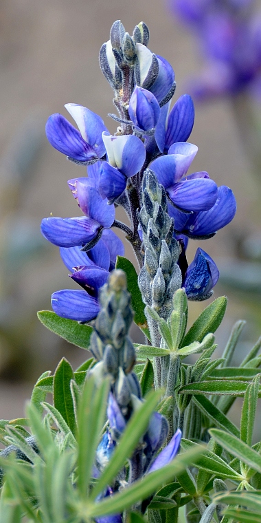 lupinus pubescens