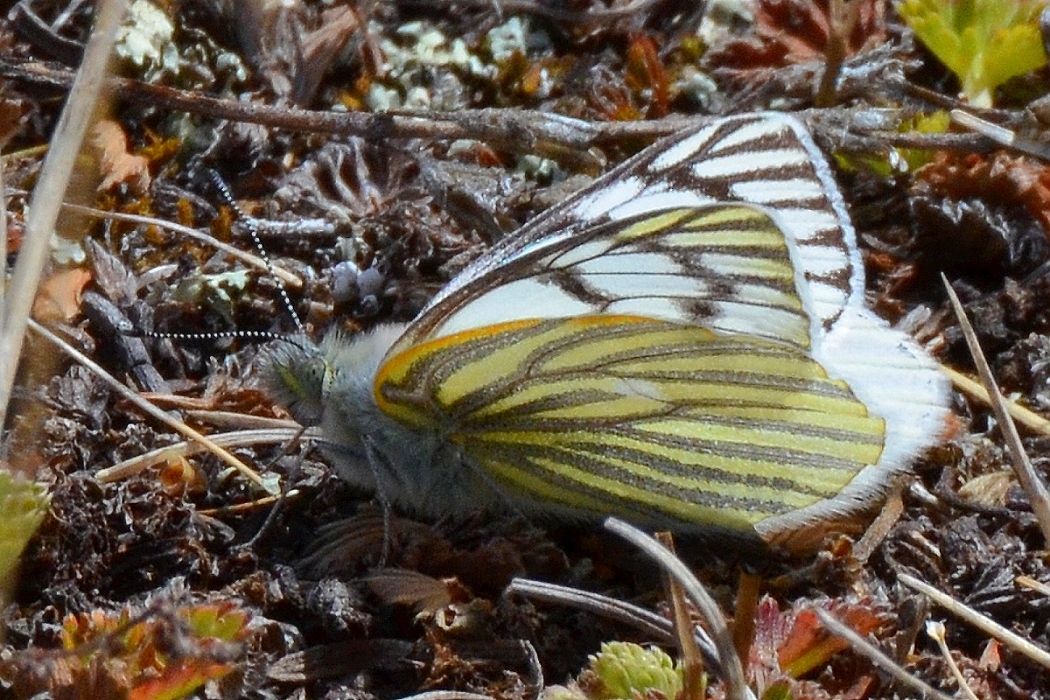 phulia mercedis arctodice