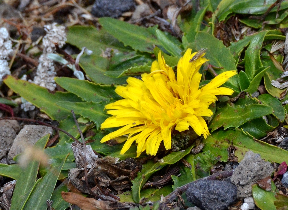 prasetník ''hypochaeris sessiliflora''