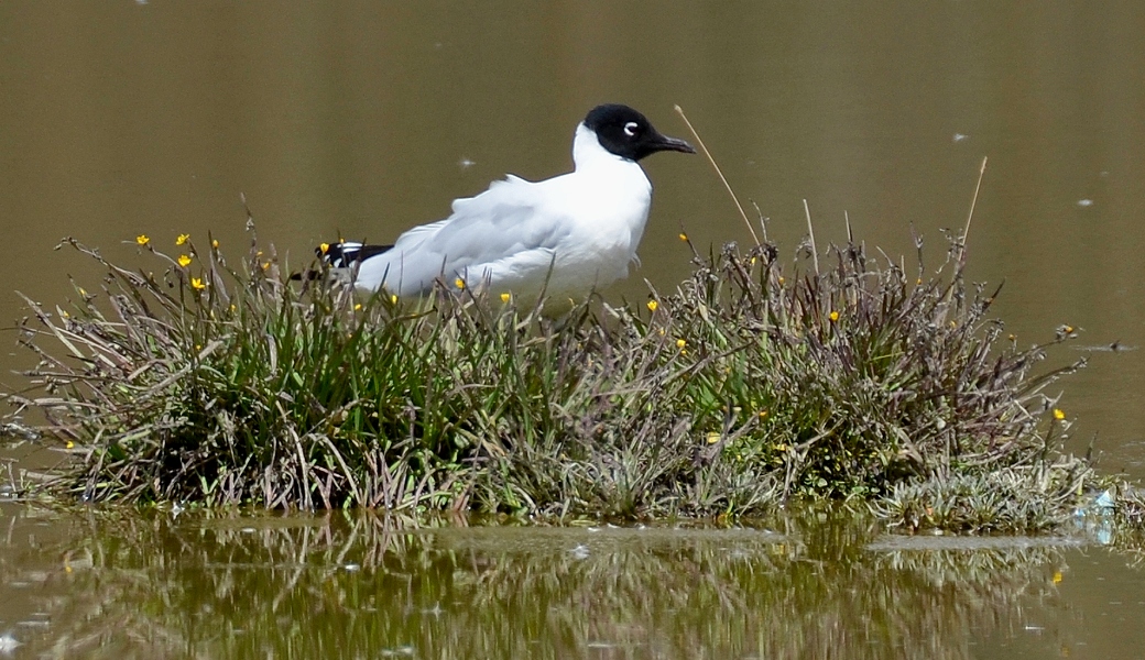 chroicocephalus serranus / racek andsk