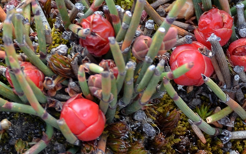 ephedra rupestris / chvojnk skaln