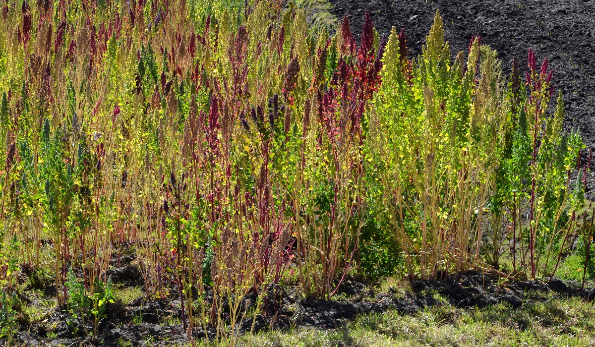 chenopodium quinoa / merlk chilsk