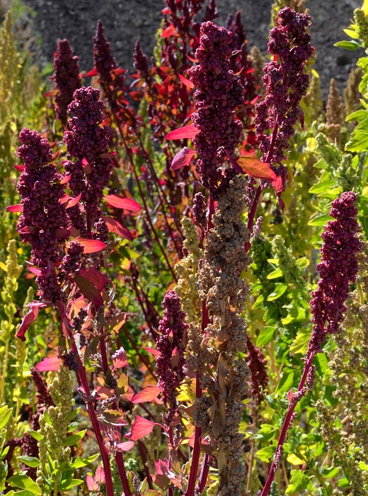 chenopodium quinoa / merlk chilsk