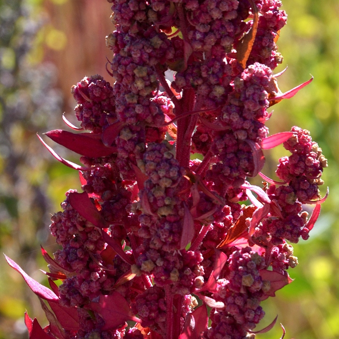 chenopodium quinoa / merlk chilsk