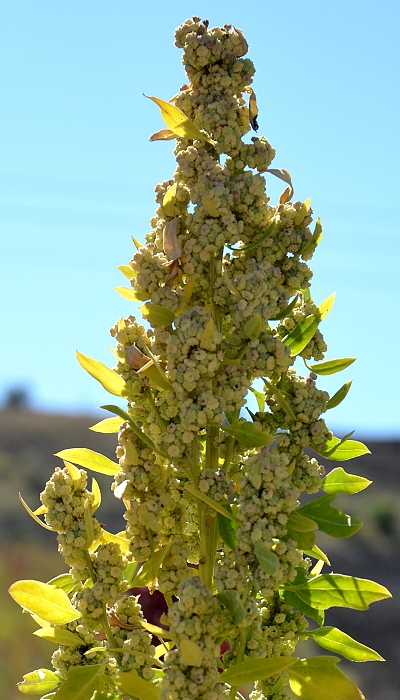 chenopodium quinoa / merlk chilsk