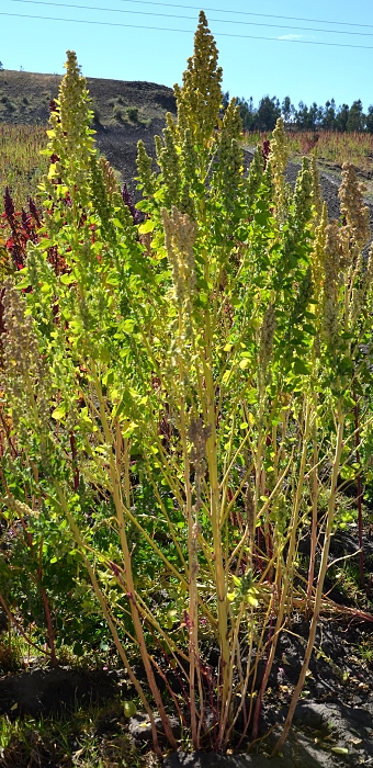 chenopodium quinoa / merlk chilsk