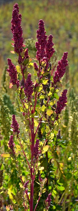 chenopodium quinoa / merlk chilsk