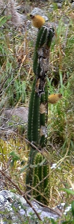 ''armatocereus godingianus brevispinus''