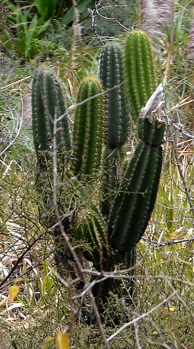 ''armatocereus godingianus brevispinus''
