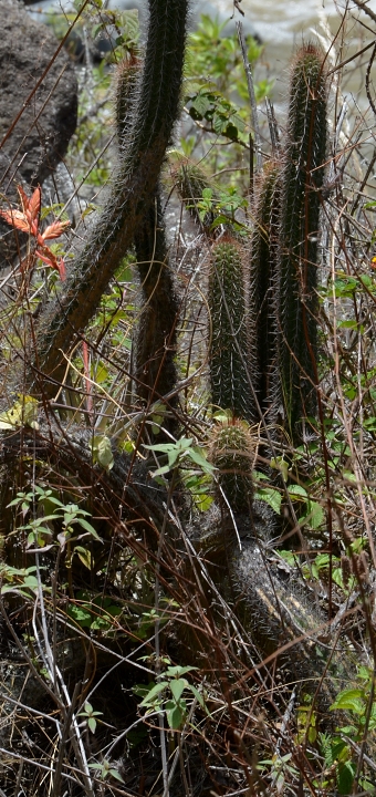''borzicactus sepium''