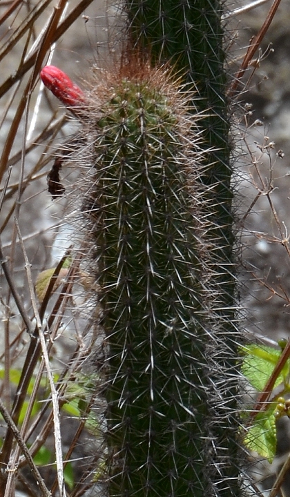 ''borzicactus sepium''