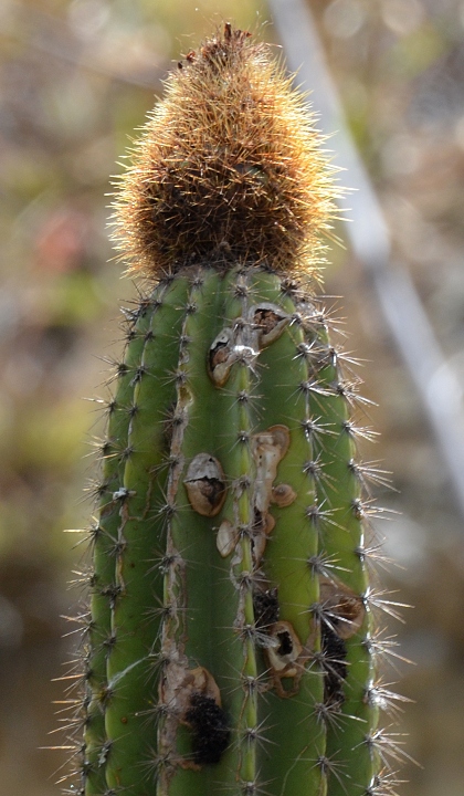 ''armatocereus godingianus brevispinus''