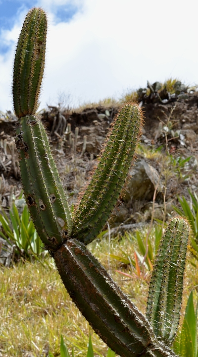 ''armatocereus godingianus brevispinus''