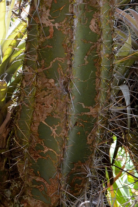 ''armatocereus godingianus brevispinus''