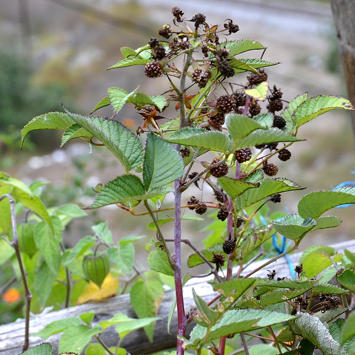 rubus ulmifolius / ostruink stedozemsk