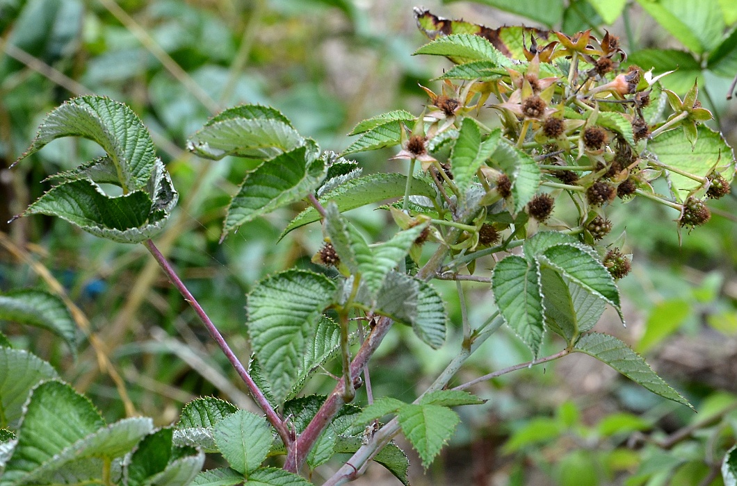 rubus ulmifolius / ostruink stedozemsk