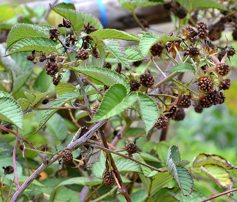 rubus ulmifolius / ostruink stedozemsk