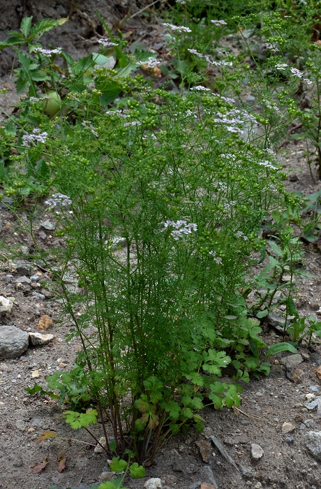 coriandrum sativum / koriandr set