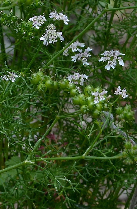 coriandrum sativum / koriandr set
