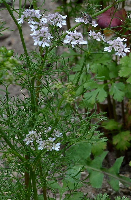 coriandrum sativum / koriandr set