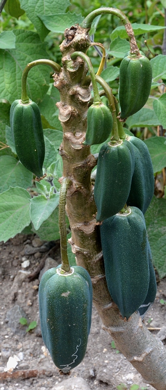papja babako / vasconcellea  pentagona
