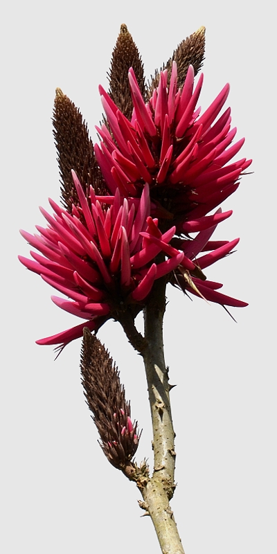 erythrina americana / zardnice americk