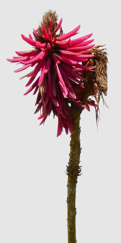 erythrina americana / zardnice americk