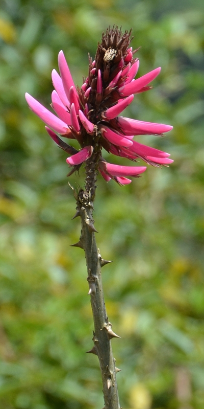 erythrina americana / zardnice americk