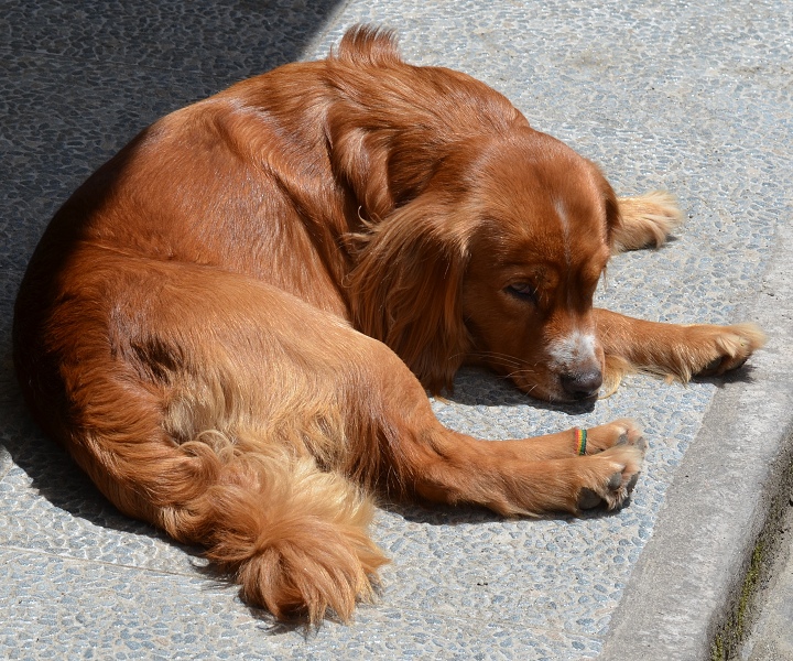 pes domácí / canis familiaris