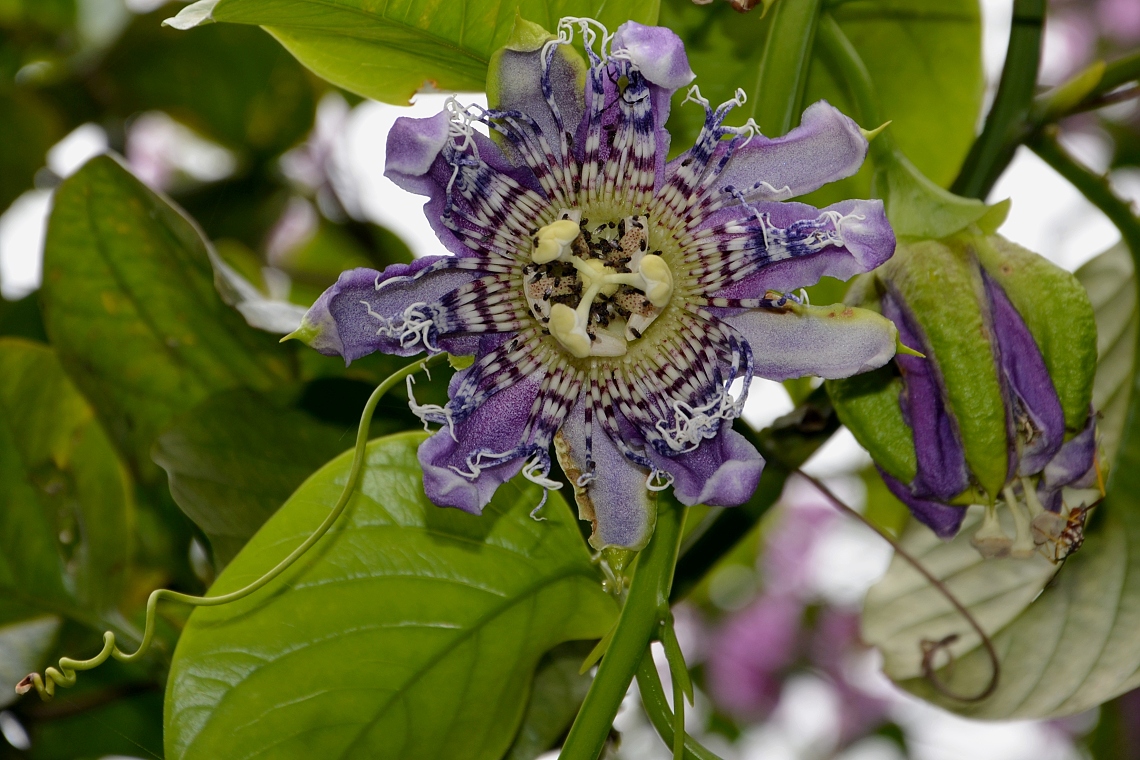 muenka sladk / passiflora ligularis