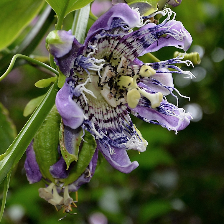 muenka sladk / passiflora ligularis