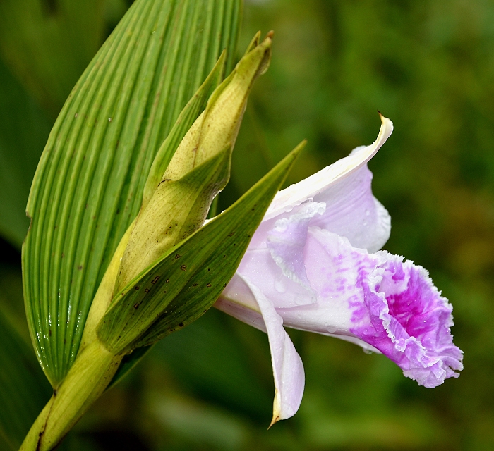 sobralia rosea