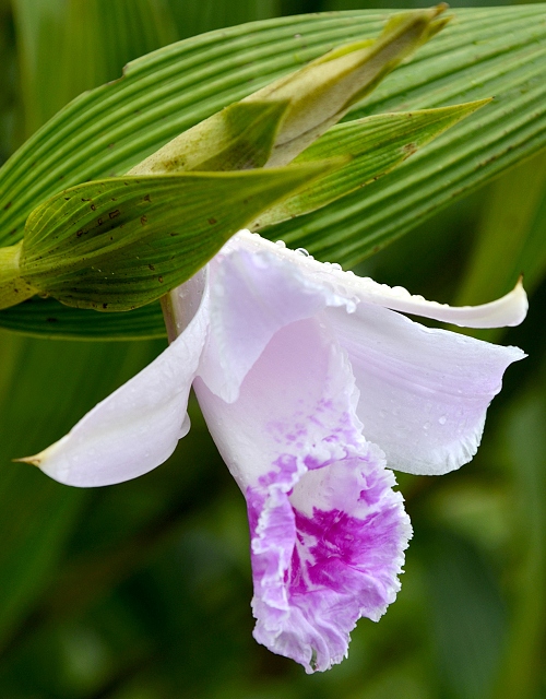 sobralia rosea