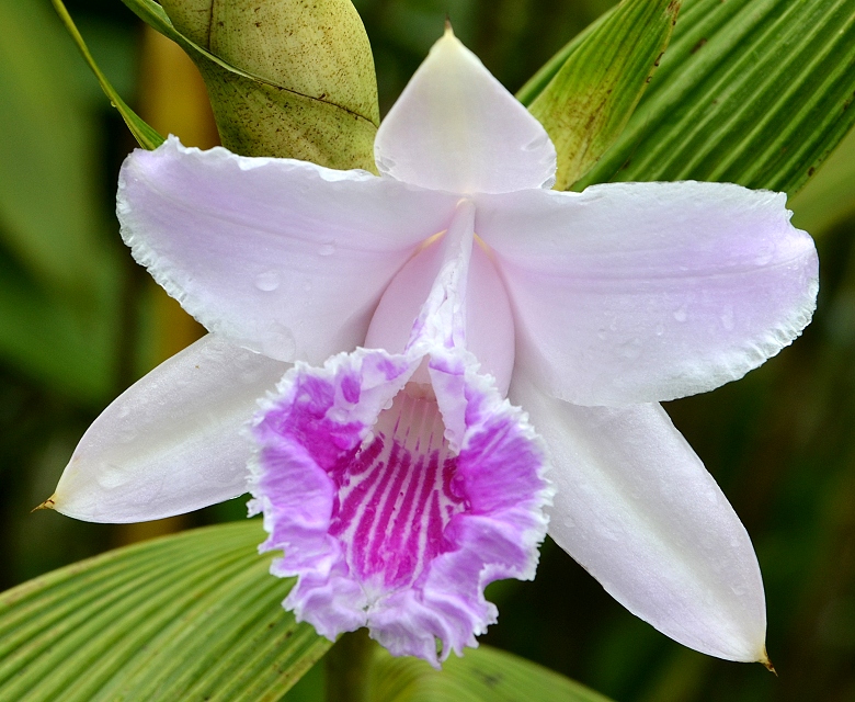sobralia rosea