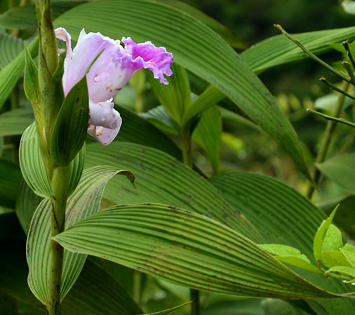 sobralia rosea