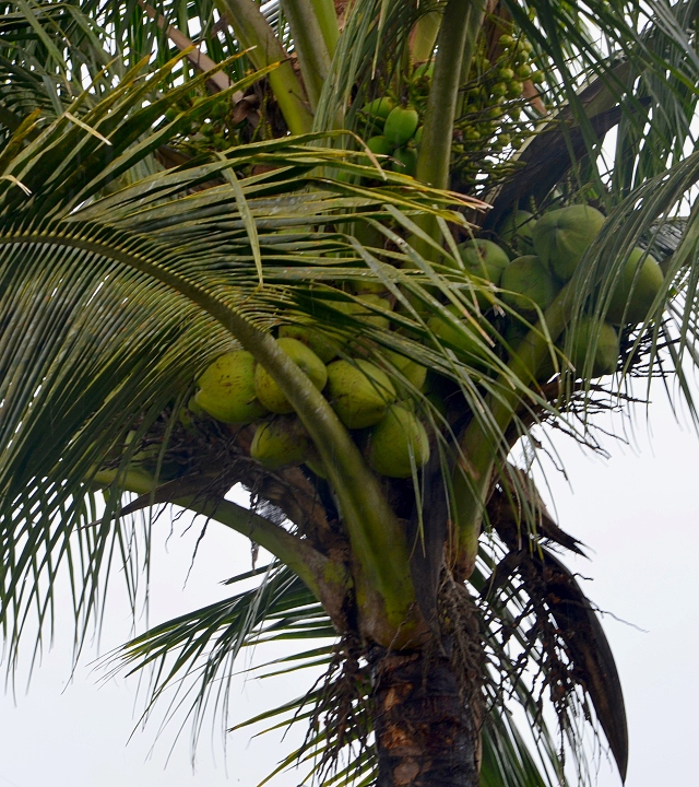 kokosovnk oechoplod / cocos nucifera