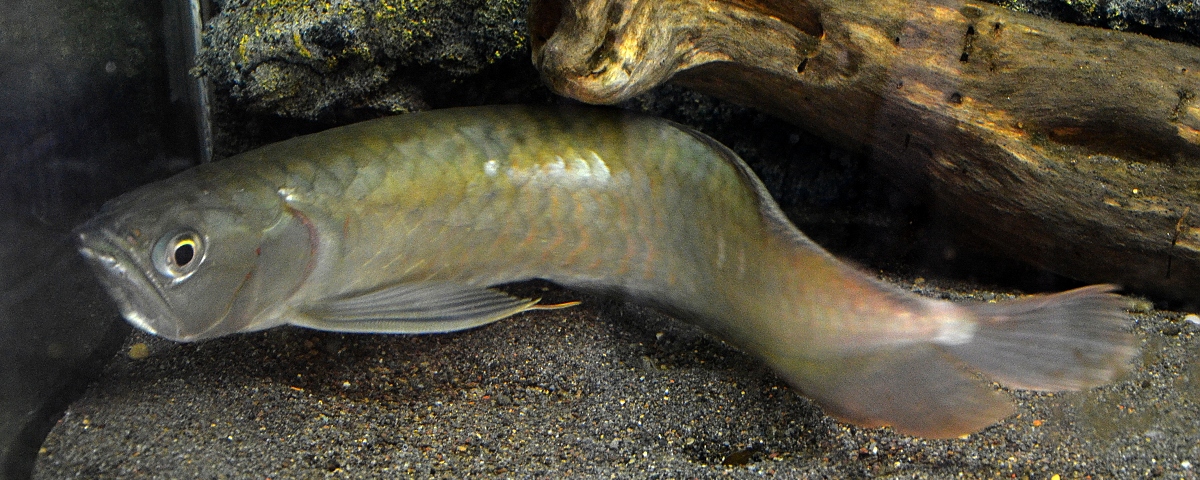 ostnojazynatec dvouvous / osteoglossum bicirrhosum