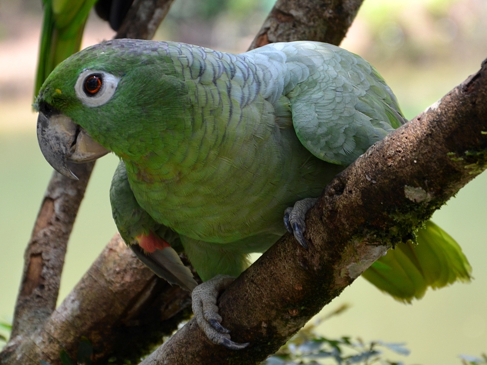 amazona farinosa farinosa / amazoňan pomoučený