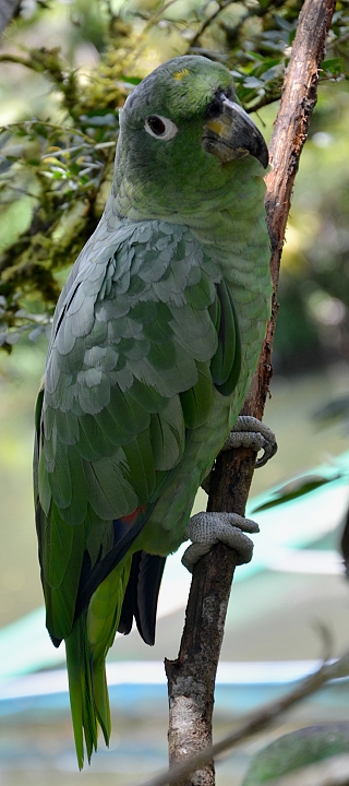 amazona farinosa farinosa / amazoňan pomoučený