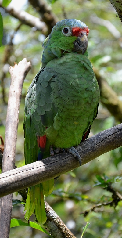 amazoan elenkov / amazona diadema