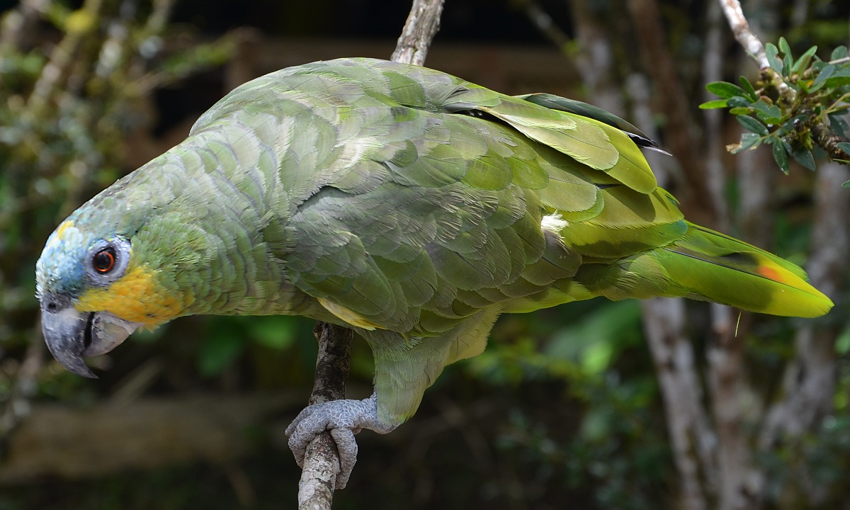 amazoan oranovokdl jihoamerick / amazona amazonica amazonica