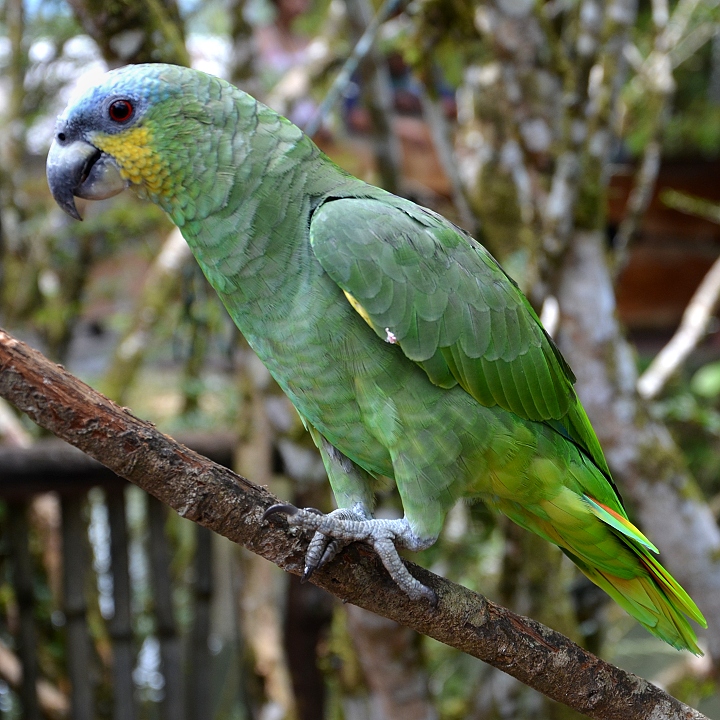 amazoan oranovokdl jihoamerick / amazona amazonica amazonica